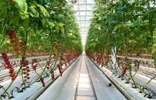 IPO动态 | 富景中国（02497.HK）搁置本周五上市，安排退款